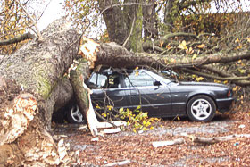 Orkan Kyrill – Sturm über Mettmann